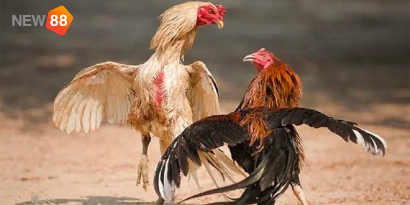 Lý do nên chọn chơi đá gà cựa sắt tại NEW88 