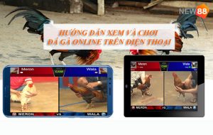 Hướng dẫn xem và chơi đá gà online trên điện thoại